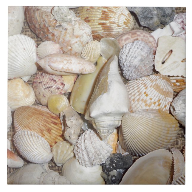 Seashells Kakelplatta (Framsidan)