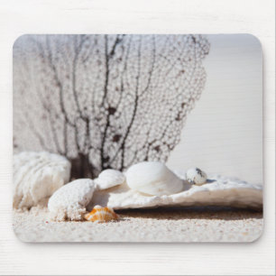 Seashells Musmatta