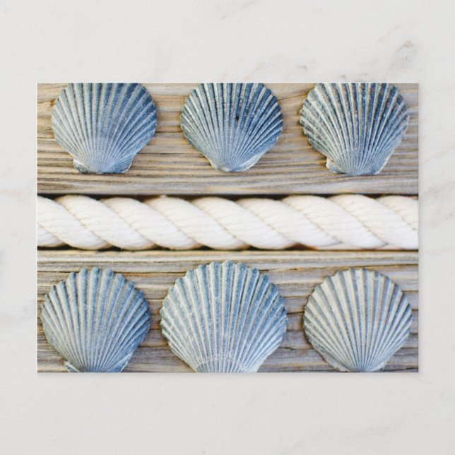 Seashells | New York City Vykort (Framsida)