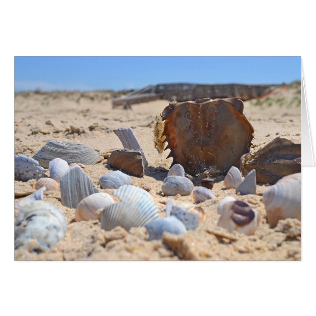 Seashells på Beach av Shirley Taylor Hälsningskort (Framsidan Horizontal)
