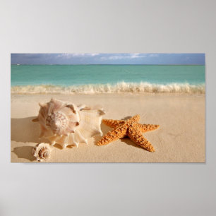 Seashells på stranden poster