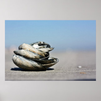 Seashells Poster