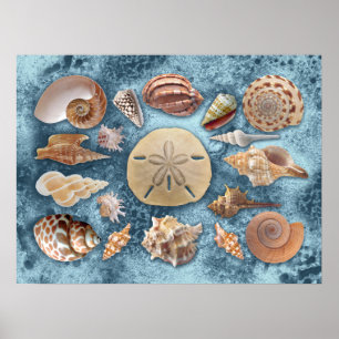 Seashells samling poster