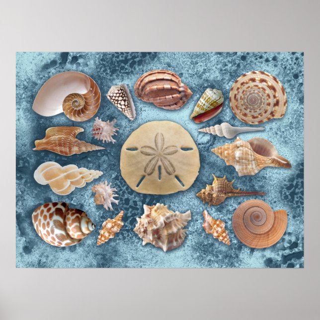 Seashells samling poster (Framsidan)