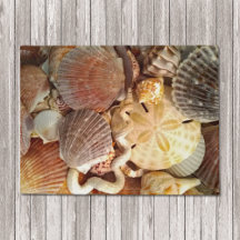 Seashells Sand Dollar Beach Tema