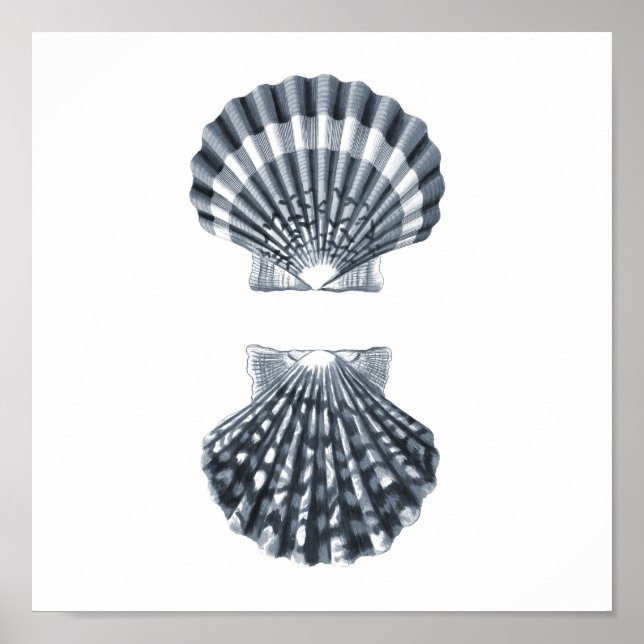 Seashells Sjöliv Group12A print#4 strand decor art Poster (Framsidan)