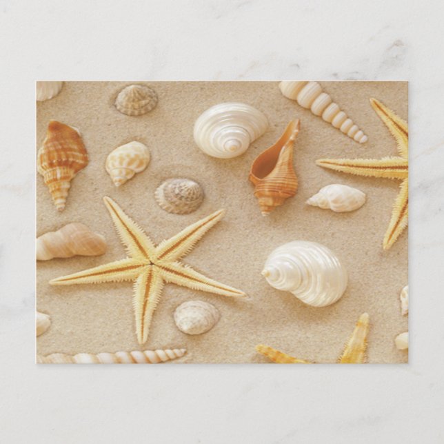 Seashells vid kusten vykort (Framsida)
