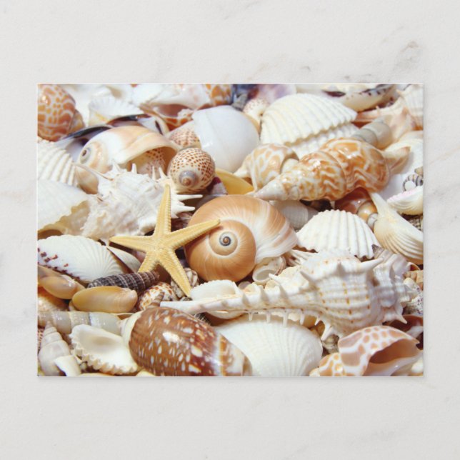 Seashells Vykort (Framsida)