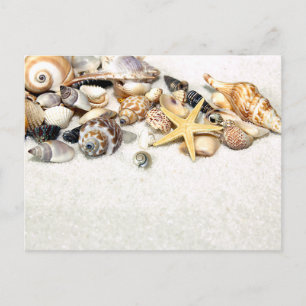 Seashells vykort