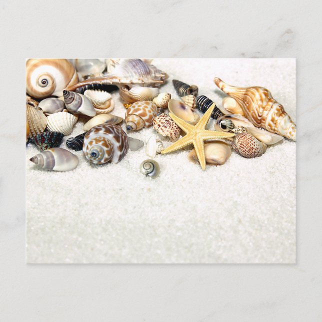 Seashells vykort (Framsida)