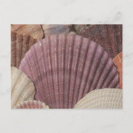 Seashells vykort