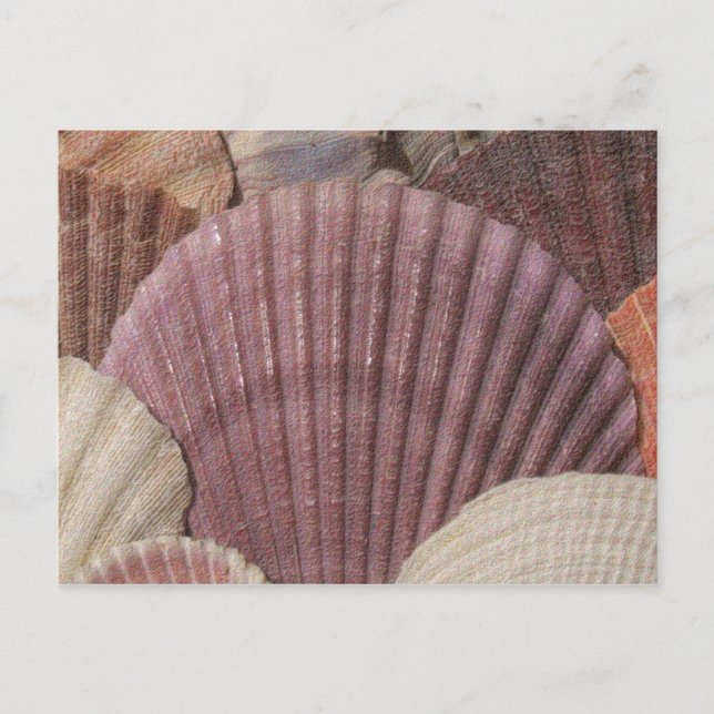 Seashells vykort (Framsida)