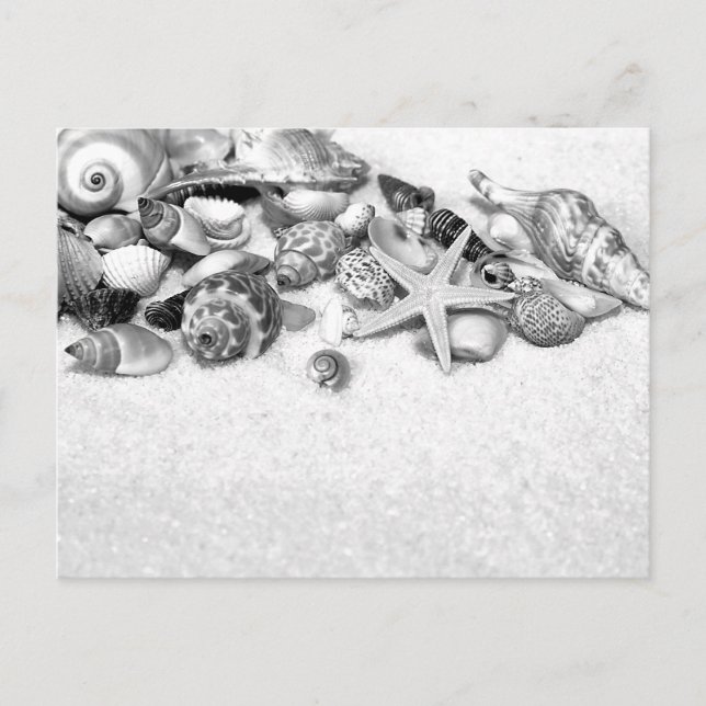 Seashells vykort (Framsida)