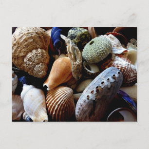 Seashells Vykort
