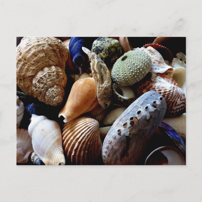 Seashells Vykort (Framsida)