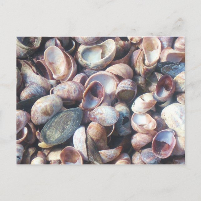 Seashells Vykort (Framsida)
