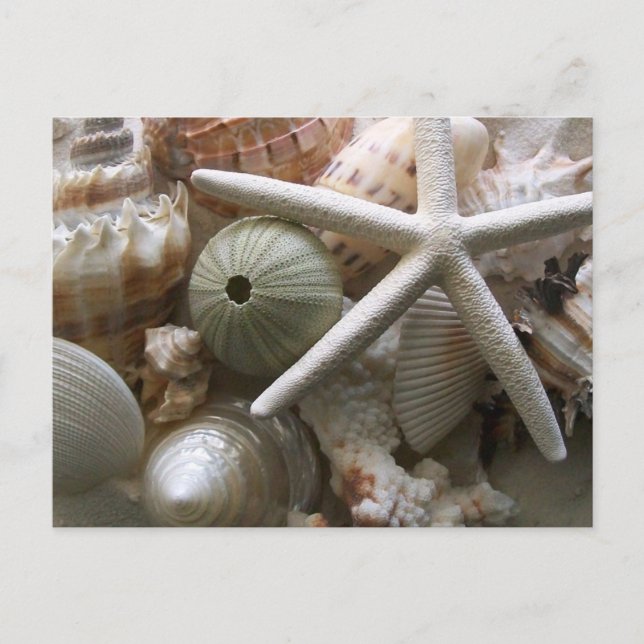 Seashells vykort (Framsida)