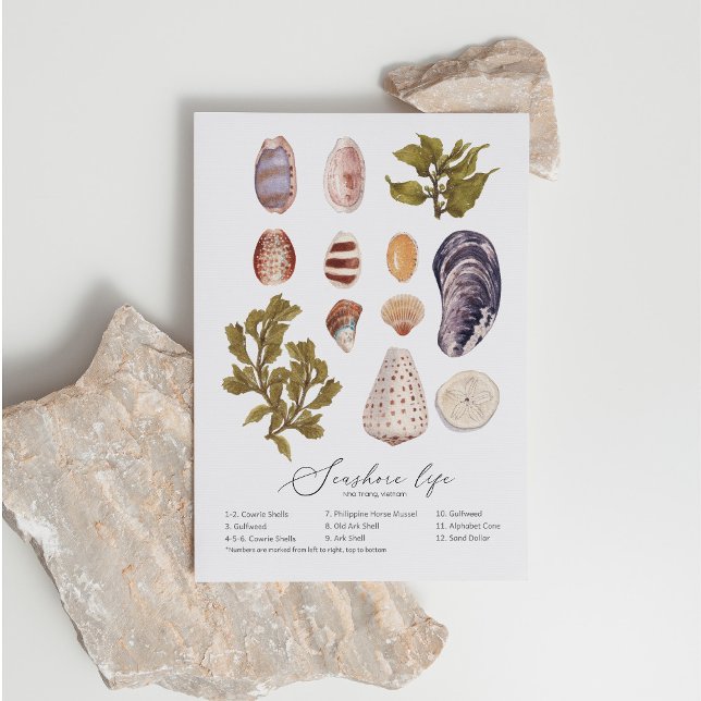 Seashore Life-vykort Helg Vykort (Skapare uppladdad)