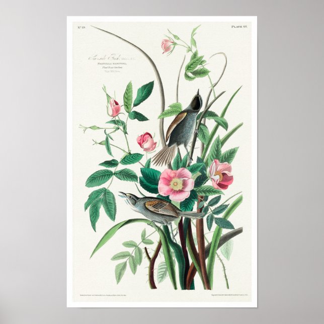 Seaside Finch by Audubon Poster (Framsidan)