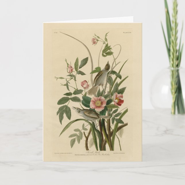 Seaside Finch (Sparrow) Audubons Birds of America Kort (Framsida)