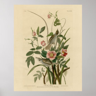 Seaside Finch (Sparrow) Audubons Birds of America Poster