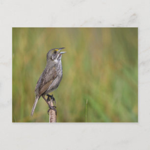 Seaside Sparrow Vykort