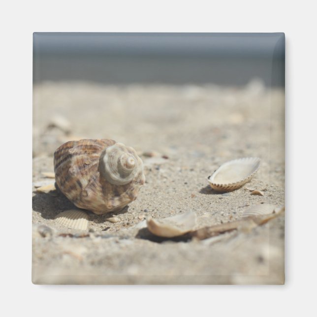 Seasslor på land vid havet magnet (Framsidan)