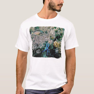 seastar blått tee shirt