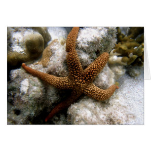 Seastar Hälsningskort