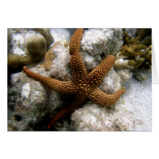 Seastar Hälsningskort