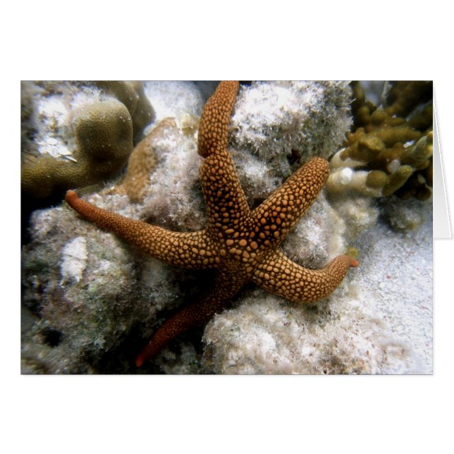 Seastar Hälsningskort (Framsidan Horizontal)
