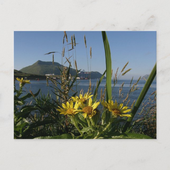 Seastranden Senecio, Unalaska Island Vykort (Framsida)
