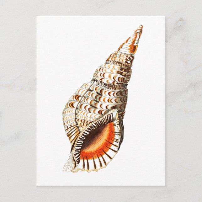 "SEATRUMPET"-SJÖLIV POSTCARD VYKORT (Framsida)