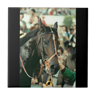 Seattle massaThoroughbred 1978 Kakelplatta