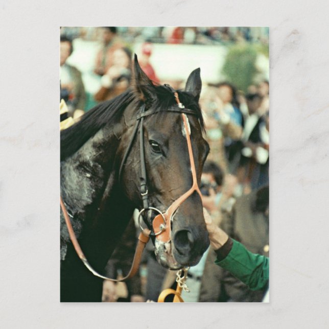 Seattle Slew Thoroughborn 1978 Vykort (Framsida)
