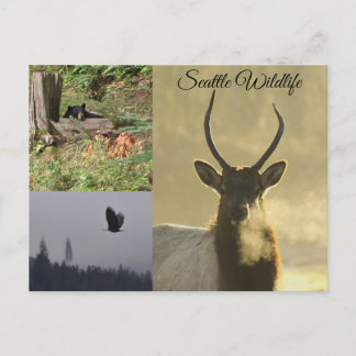 Seattle Wildlife Vykort