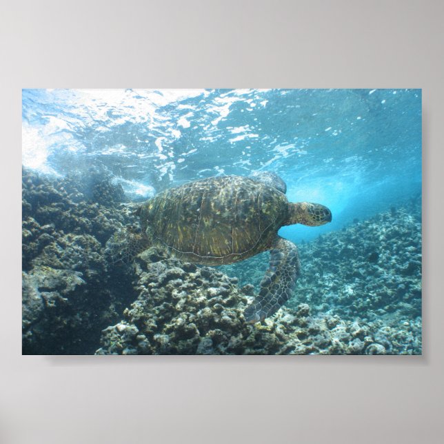 Seaturtle vid ShoreBryt Poster (Framsidan)