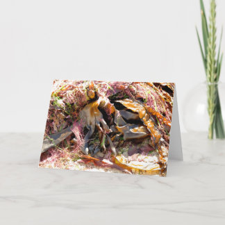 SEAWEED KORT
