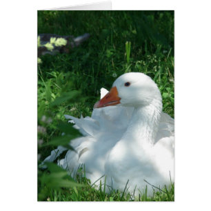 Sebastopol Goose Hälsningskort