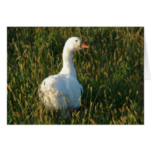 Sebastopol Goose Hälsningskort