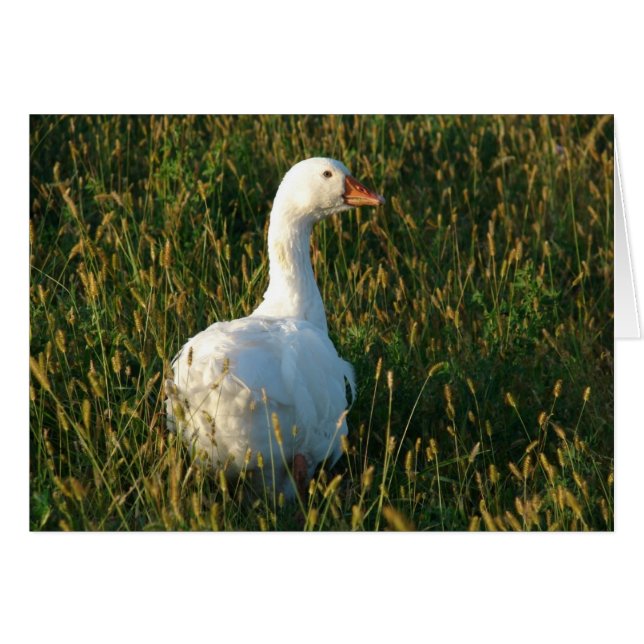 Sebastopol Goose Hälsningskort (Framsidan Horizontal)