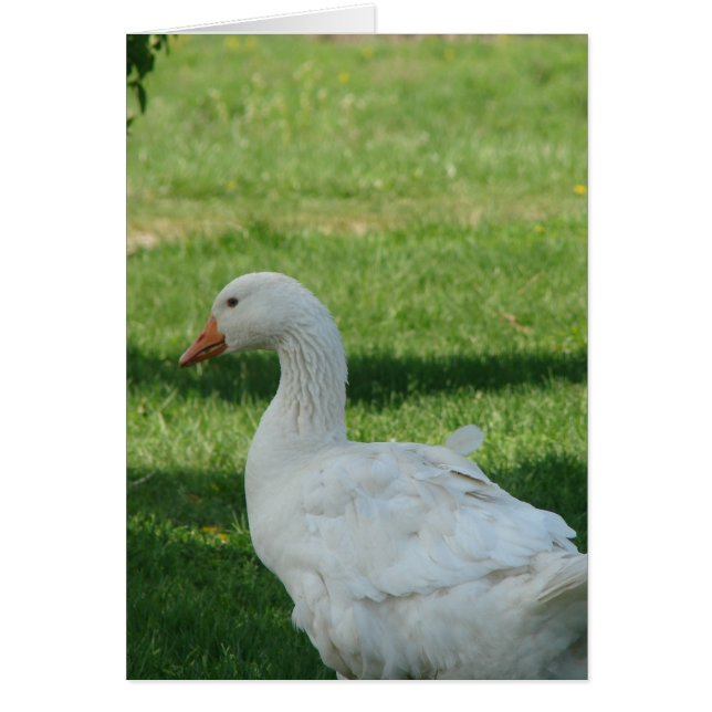 Sebastopol Goose Hälsningskort (Framsidan)