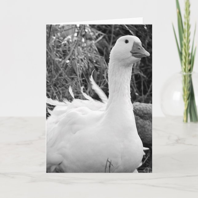Sebastopol Goose Kort (Framsida)