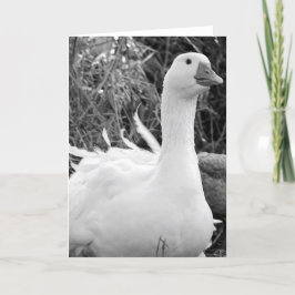 Sebastopol Goose Kort