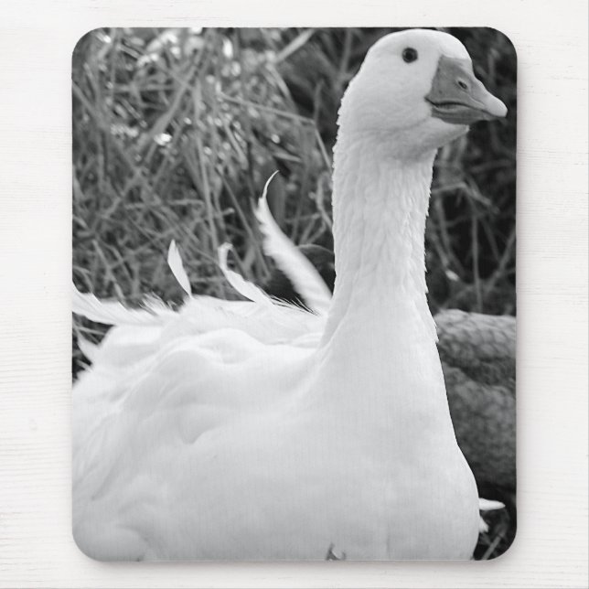 Sebastopol Goose Musmatta (Framsidan)