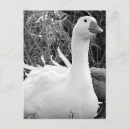 Sebastopol Goose Vykort