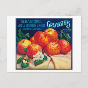 Sebastopol Gravensteins Apple LabelSonoma, CA Vykort