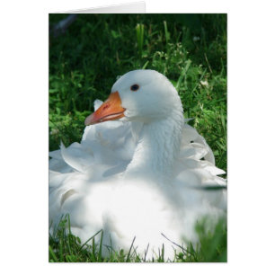 Sebbie Goose Hälsningskort
