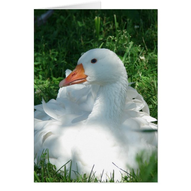 Sebbie Goose Hälsningskort (Framsidan)