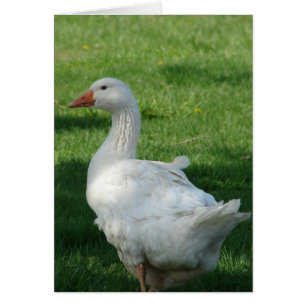 Sebbie Goose Hälsningskort
